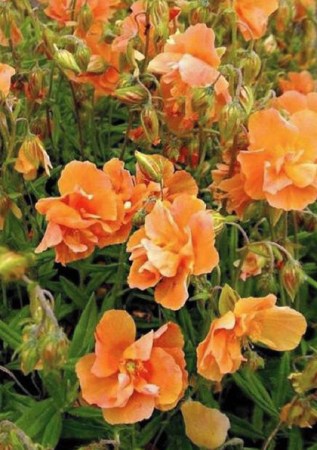 HELIANTHEMUM x hybr. Orange Phoenix